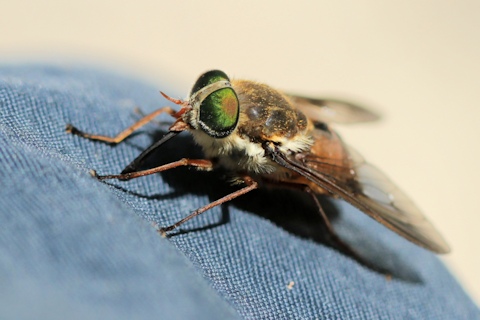 March Fly (Tabanidae sp)